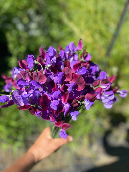 Cupani Sweet Pea
