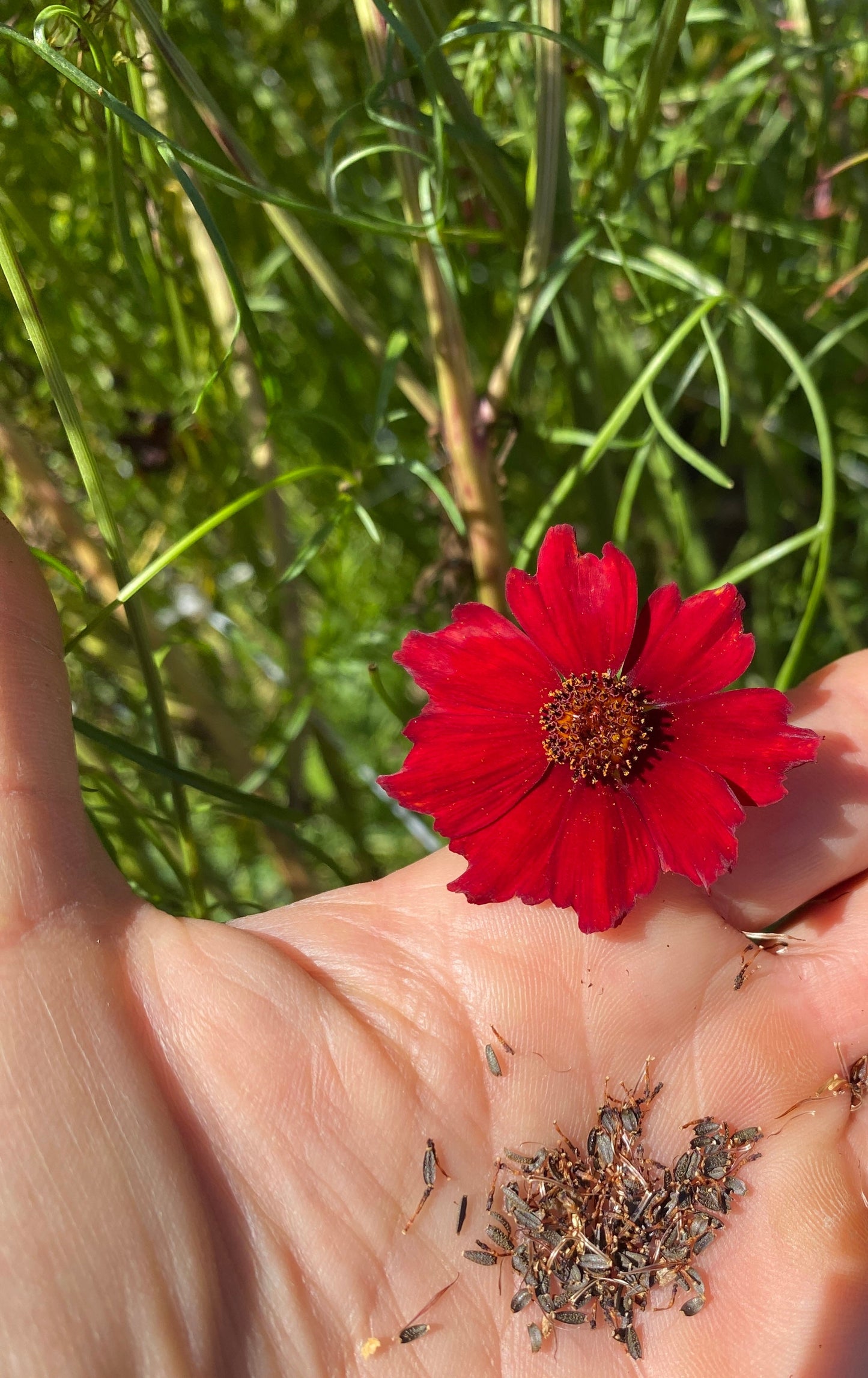 Cinnamon Dyer's Coreopsis