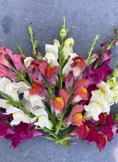 Snappy Multicolor Snapdragon Mix