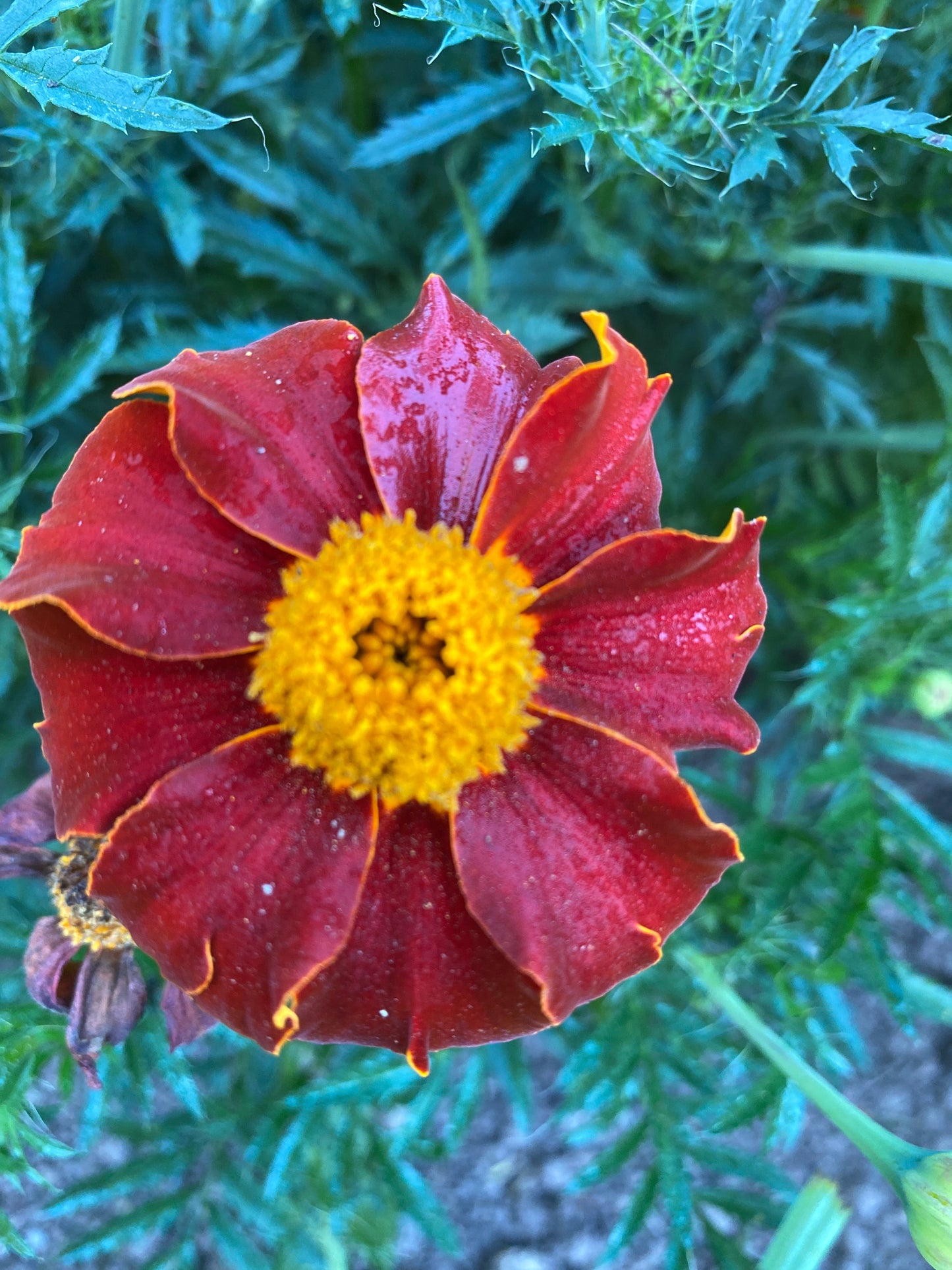 Tashkent Marigold