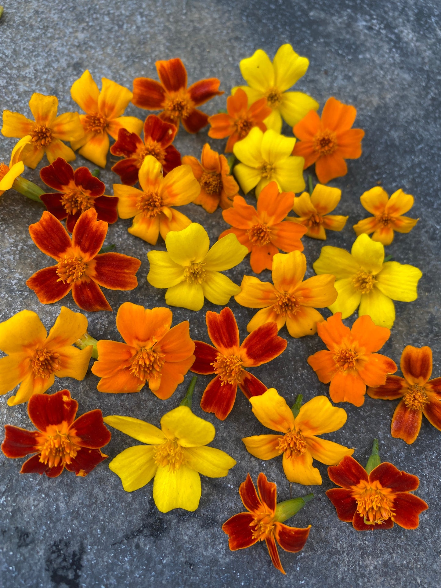 Little Gem Marigold