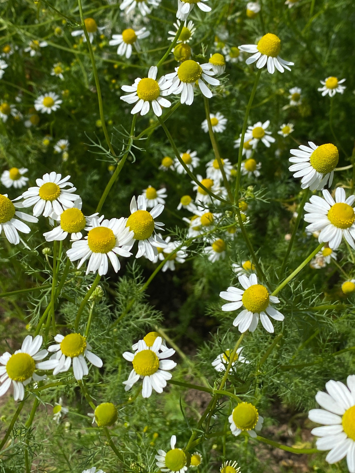 German Chamomile