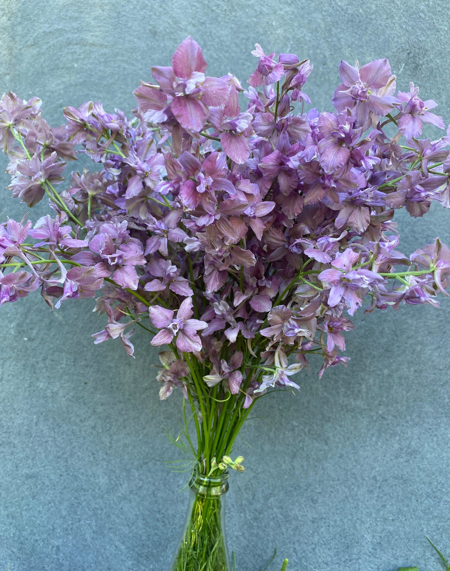 Earl Grey Larkspur