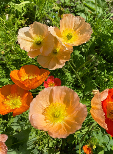Icelandic Poppy Meadow Mix