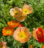 Icelandic Poppy Meadow Mix