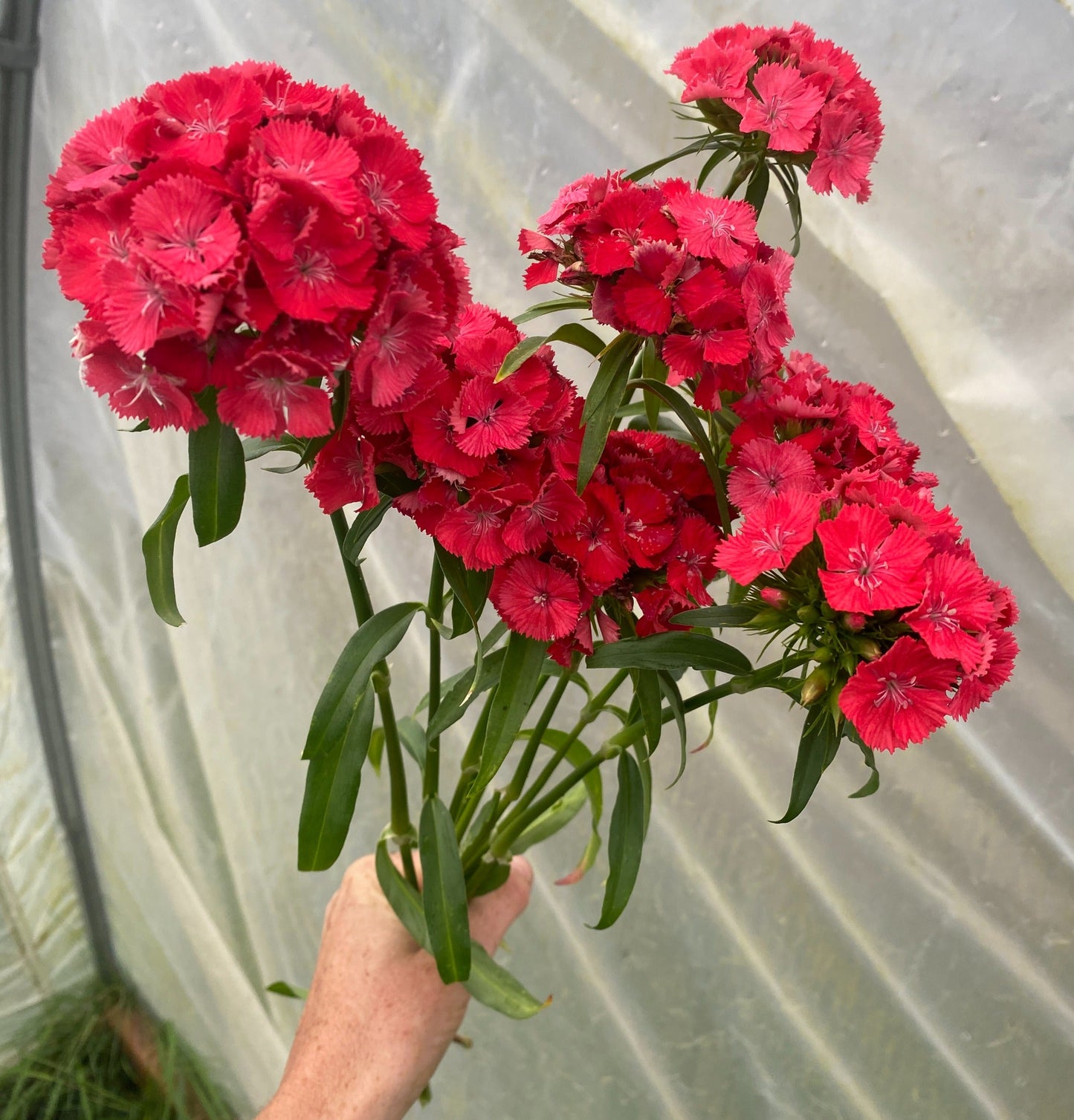 Coral Sweet William