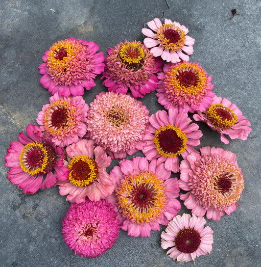 Rosy Pink Blush Zinnia Mix