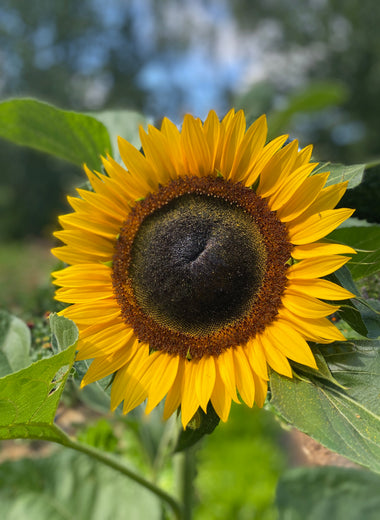 Taiyo Sunflower Seeds-Bee Friendly Heirloom Giant Blooms