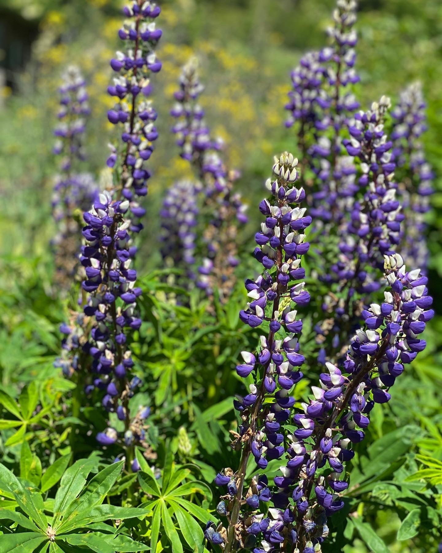 Lupine Seeds-Pollinator Plant+Nitrogen Fixer
