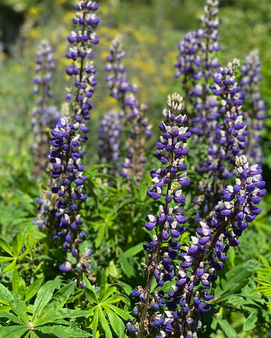 Lupine Seeds-Pollinator Plant+Nitrogen Fixer