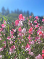 Painted Lady Sweet Pea