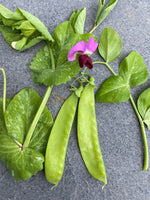 Green Beauty Snow Pea