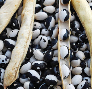 Orca Bush Dry Bean