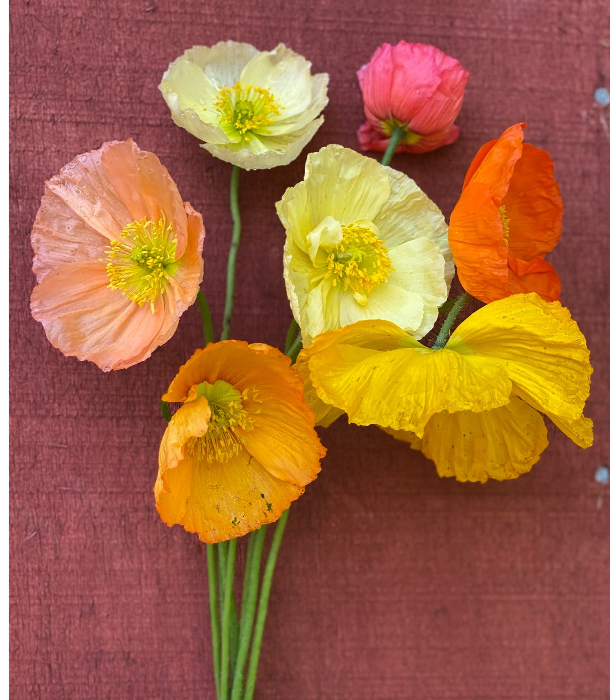 Icelandic Poppy Meadow Mix