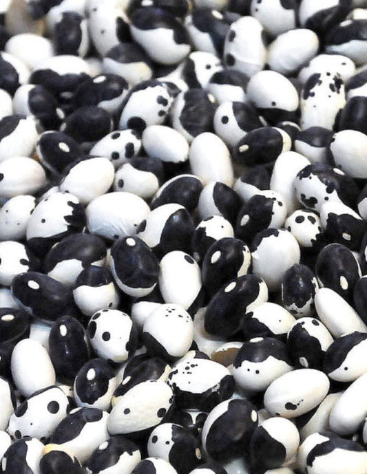 Orca Bush Dry Bean