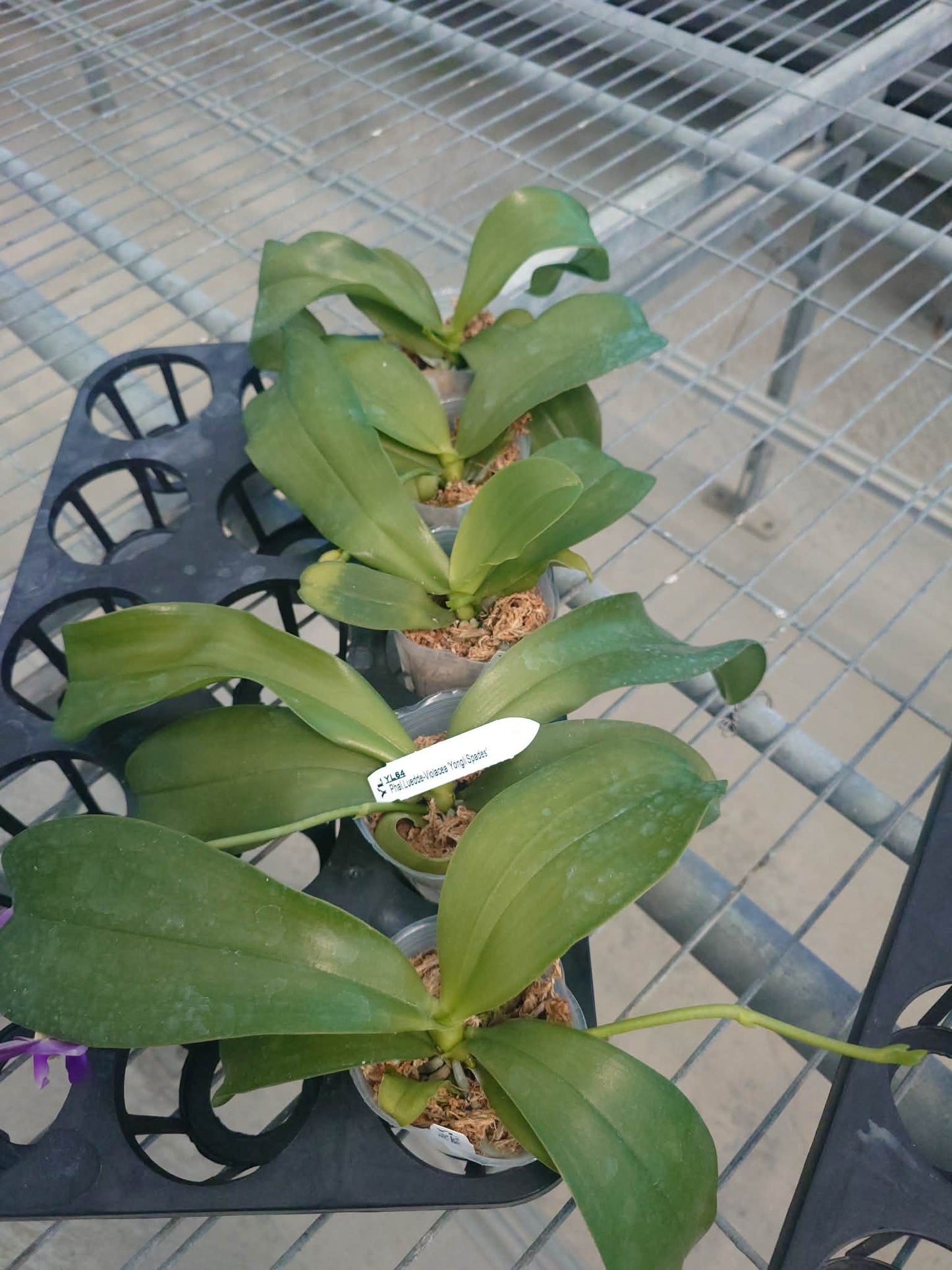 Phalaenopsis Ludde - Violacea ‘YL64’ AM/AOS