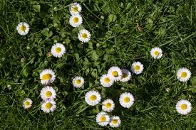 Eco-Lawn Meadow Mix Seed– Low-Mow Flowering Lawn