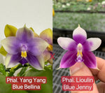 Phalaenopsis (Yangyang Blue Bellina x Lioulin Blue Jenny)