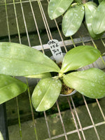 Phalaenopsis (Mainshow Sapphire x Jennifer Palomer) QA156