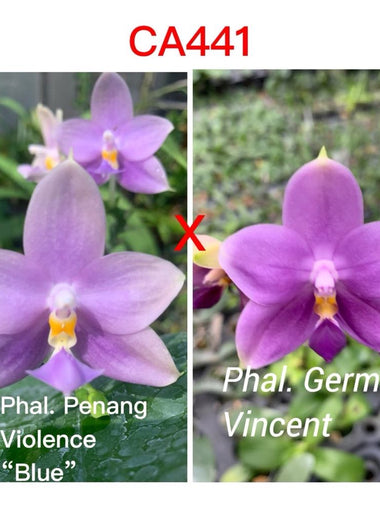 Phalaenopsis (Penang Violence 'Blue' x Germaine Vincent)