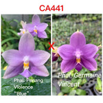 Phalaenopsis (Penang Violence 'Blue' x Germaine Vincent)