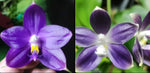 Phalaenopsis Orchid Seedling from Bangkok Orchids - (Jennifer Palermo X Chien Lung Red King)