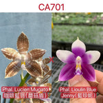 Phalaenopsis (Lucien Mugato x Lioulin Blue Jenny)