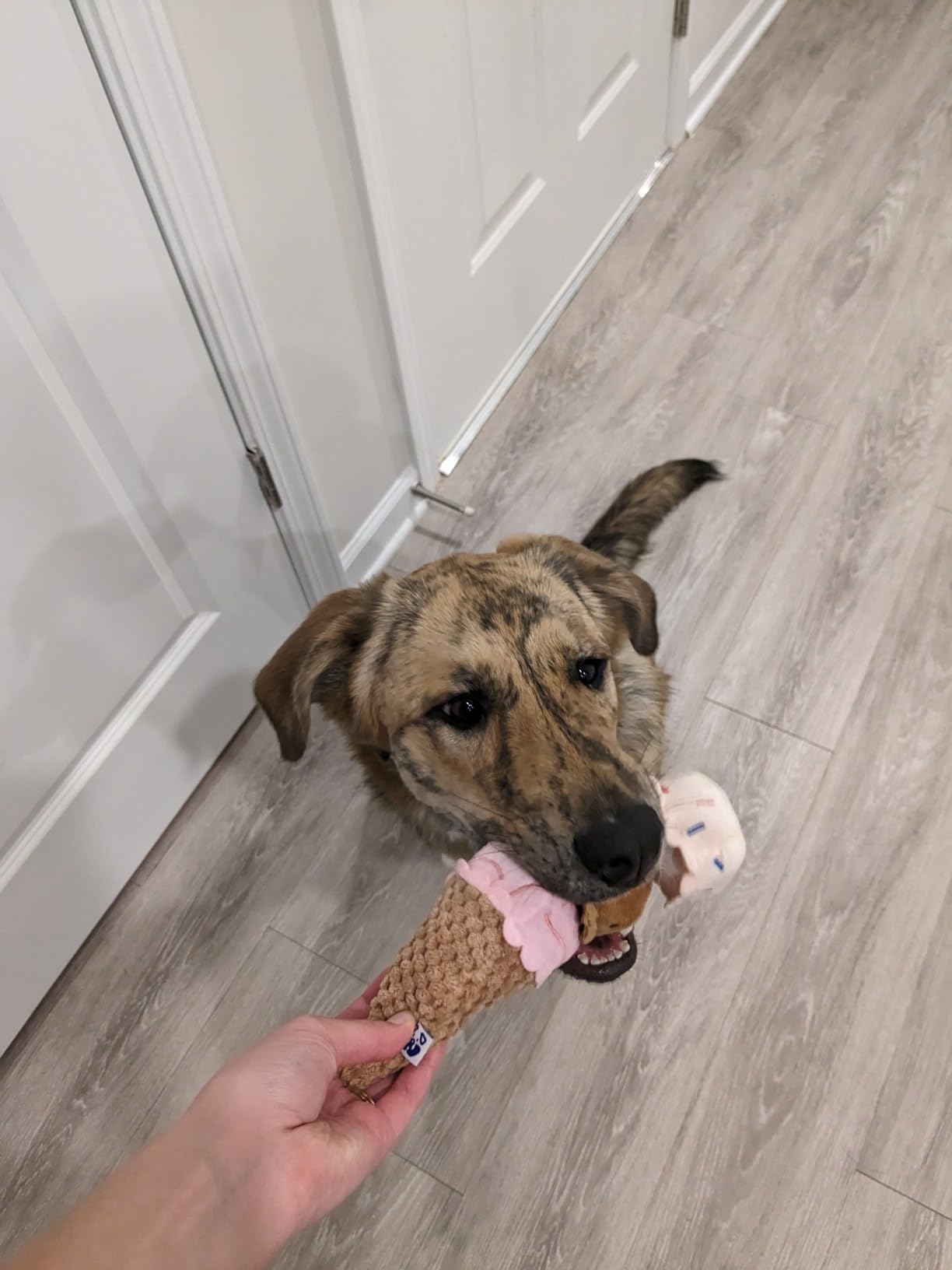 Ice Cream