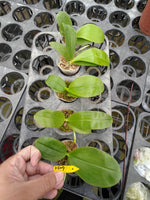 Phalaenopsis (Mituo Blue Frog 'Freya' x Freya's Blue Origin 'Blue Spider') 2327