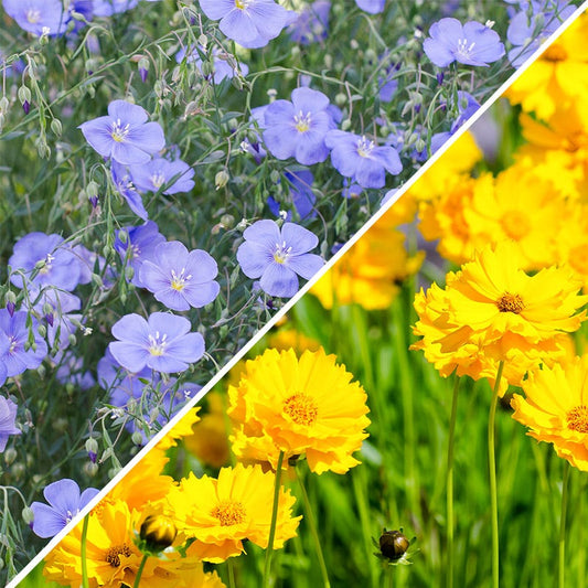 Bee Wildflower Seed Mix