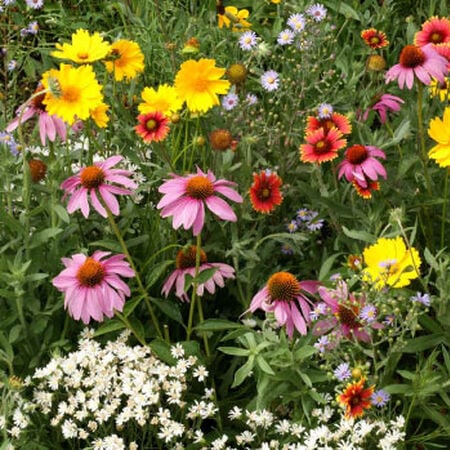 Bee Wildflower Seed Mix