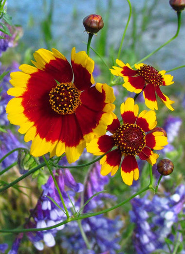 Bee Wildflower Seed Mix - 1/2lb