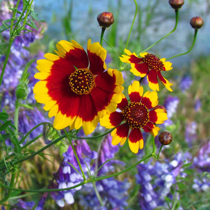 Bee Wildflower Seed Mix