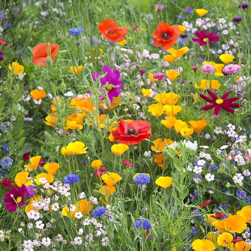 Bee Wildflower Seed Mix