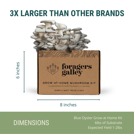Foragers Galley Grow at Home Mushroom Kit Blue Oyster