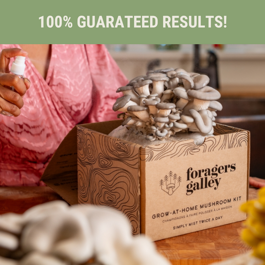 Foragers Galley Grow at Home Mushroom Kit Blue Oyster