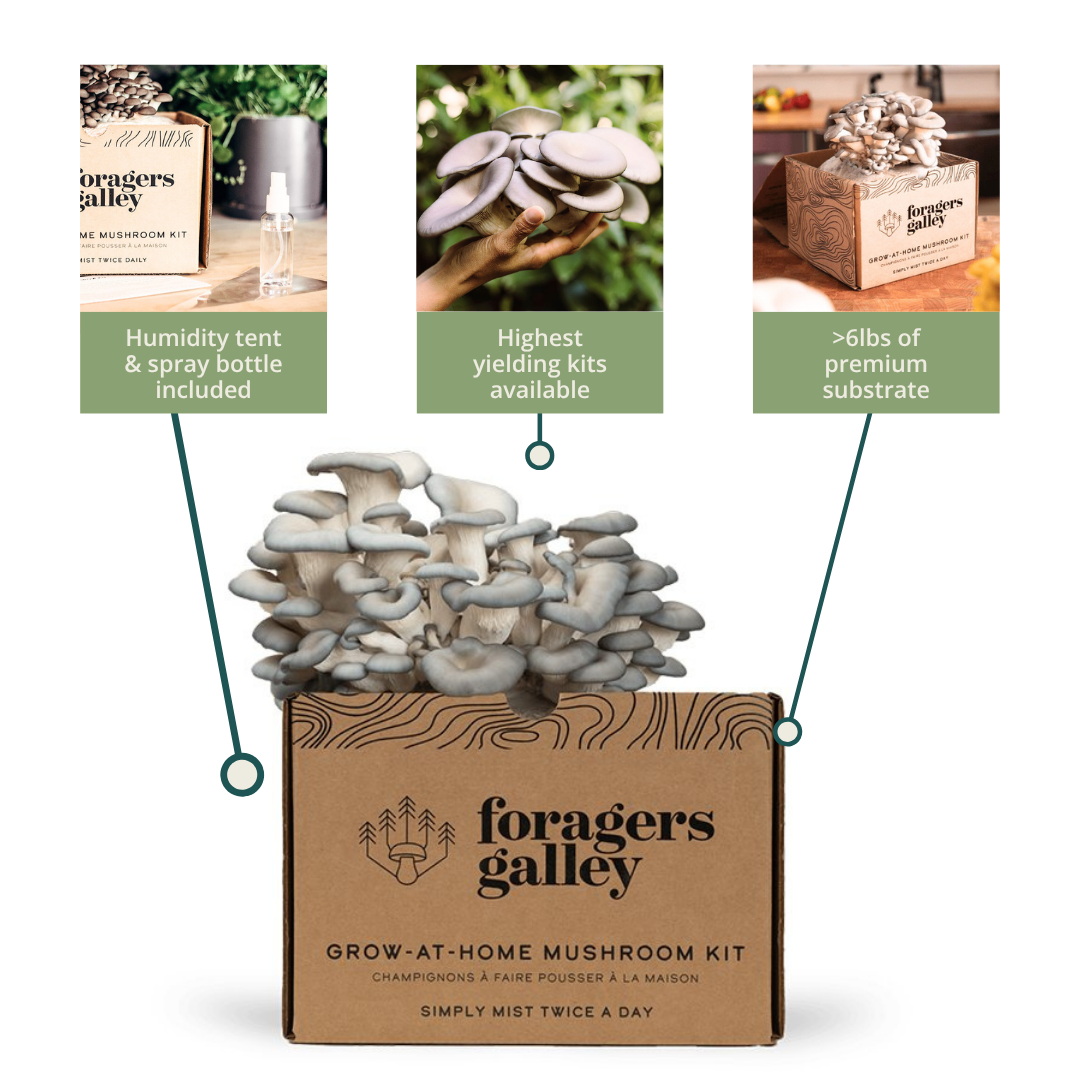 Foragers Galley Grow at Home Mushroom Kit Blue Oyster