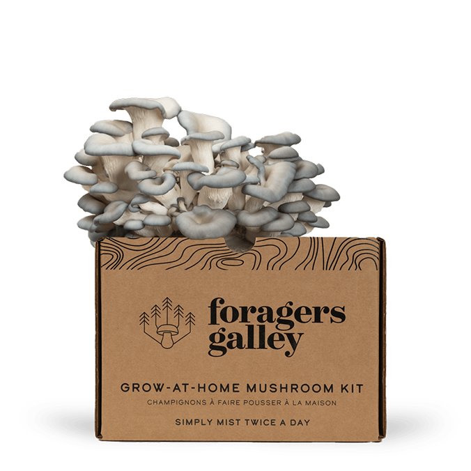 Foragers Galley Grow at Home Mushroom Kit Blue Oyster