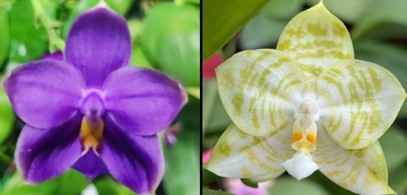 Phalaenopsis (Penang Jewel X (Yaphon Super Jaguar x Samera)) ‘雙梗深藍圓’ x Mituo Golden Tiger ‘White Tiger’
