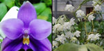 Phalaenopsis (Penang Jewel x (Yaphon Super Jaguar x Samera)) X Penang Violacea ‘BK Forest’