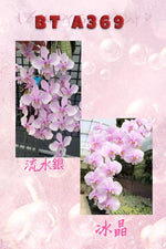 Phalaenopsis (schilleriana ‘流水银’ x schilleriana ‘冰晶’)
