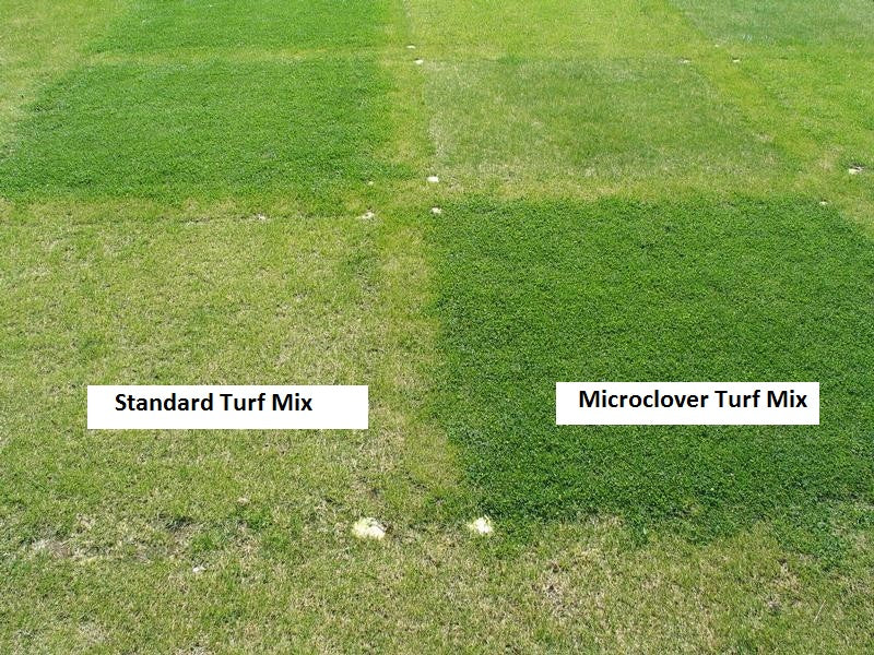 Microclover Natural Alternative Lawn Seed