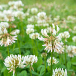 Urban feed & Garden Dutch White Clover