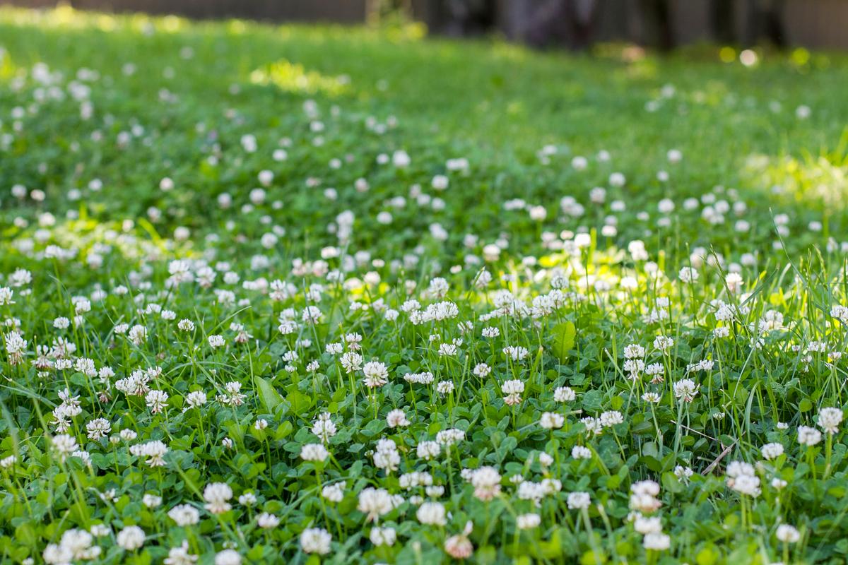 Urban feed & Garden Dutch White Clover