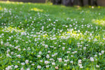 Urban feed & Garden Dutch White Clover