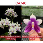 Phalaenopsis (Michaels Blue Rock x Lioulin Blue Jenny)