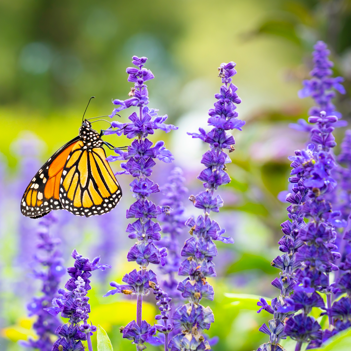 GoodBug™ Wildflower Seed Mix A Natural Way to Fight Garden Pests—Without Chemicals