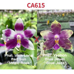 Phalaenopsis (Vinh Long Red Sun x Yaphon Blue Jewel)