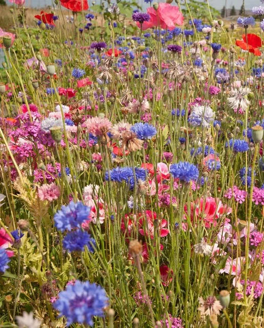 Northeast Native & Naturalized Wildflower Mix