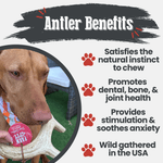 Deer Antler Dog Chews | Organic Chews for Dogs